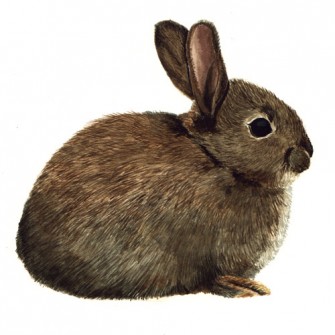Rabbit Watercolour Study by Lisa Marie Robinson