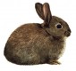 Rabbit Watercolour Study by Lisa Marie Robinson