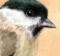 ACEO - Willow Tit