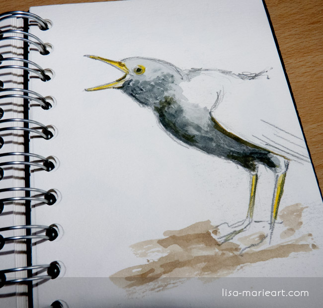 Bird Sketches - Blackbird