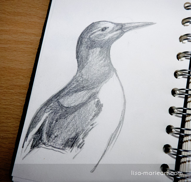 Bird Sketches - Guillemot