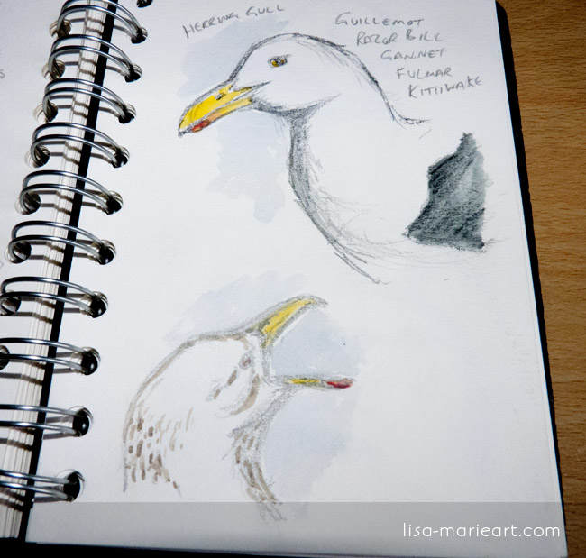 Bird Sketches - Gulls